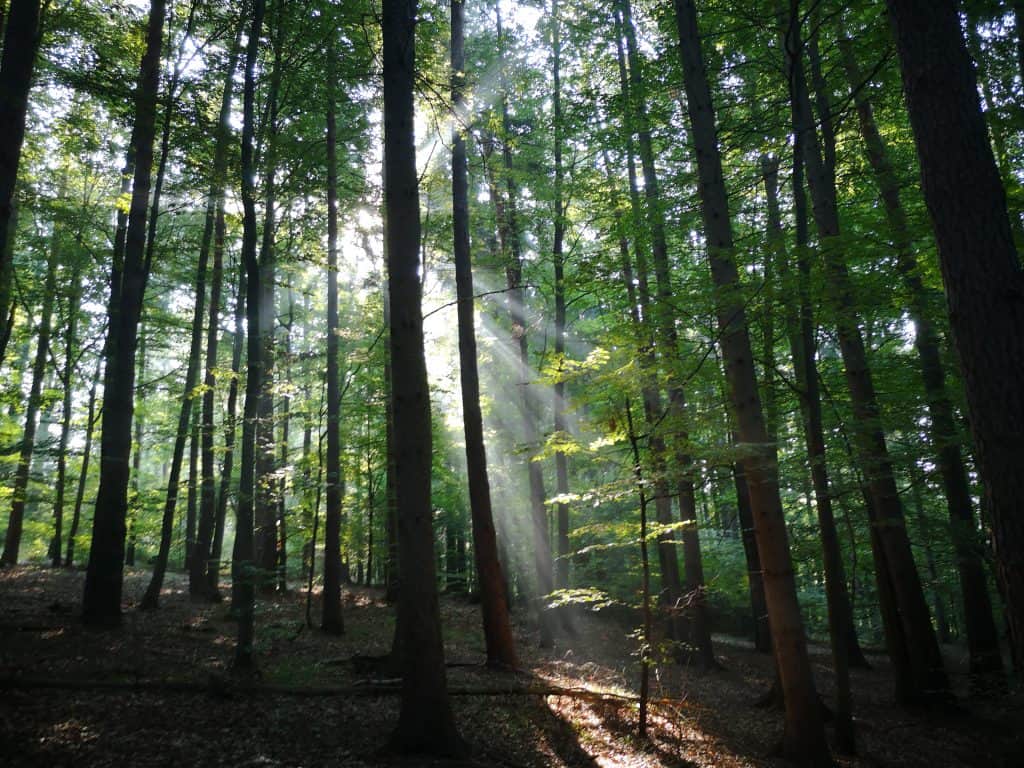 Ein dichter Wald mit hohen, schlanken Bäumen. Sonnenstrahlen brechen durch das Blätterdach und werfen ein magisches Lichtspiel auf den Waldboden.