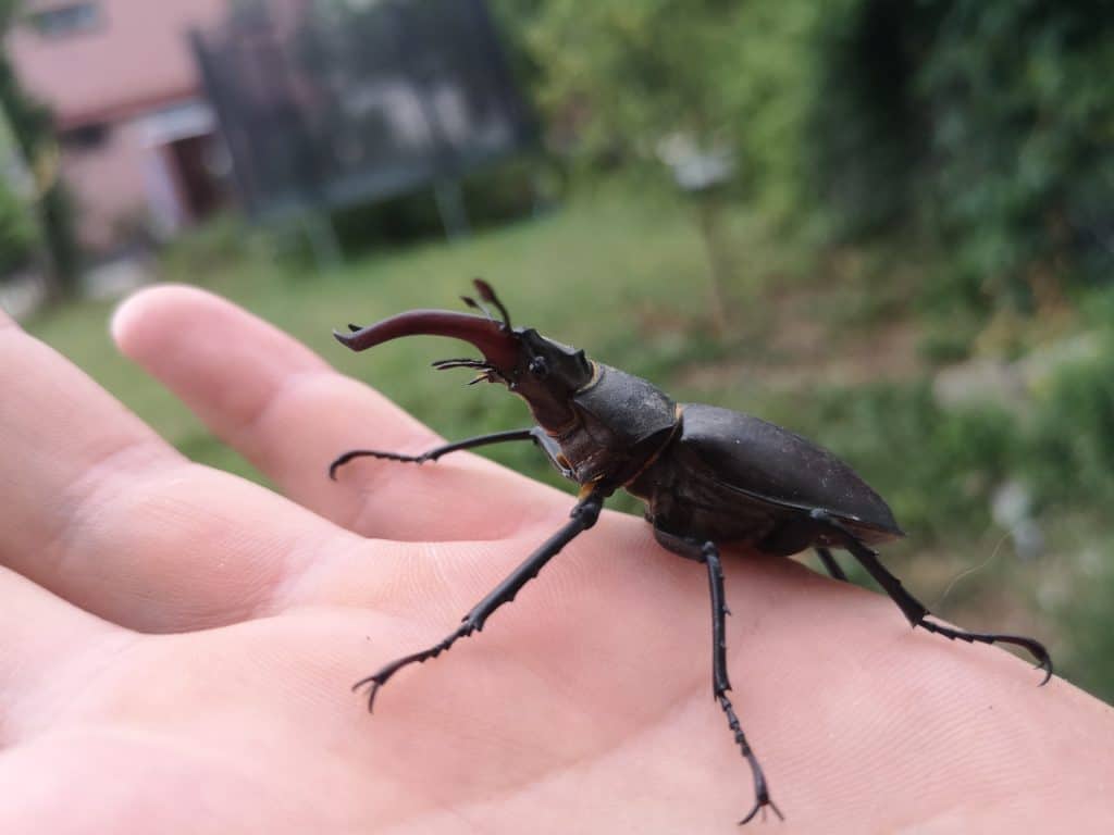 Ein großer Hirschkäfer sitzt auf der offenen Handfläche einer Person, im Hintergrund unscharf ein Garten und ein Haus.